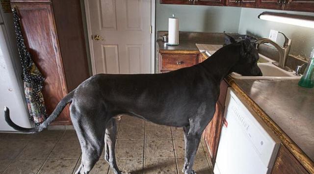 世界最高狗站起身高2.1米,在家看门十个小偷