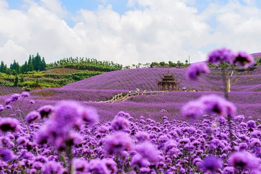 黔北花海7月14日开园,跟重姐探秘紫色花海