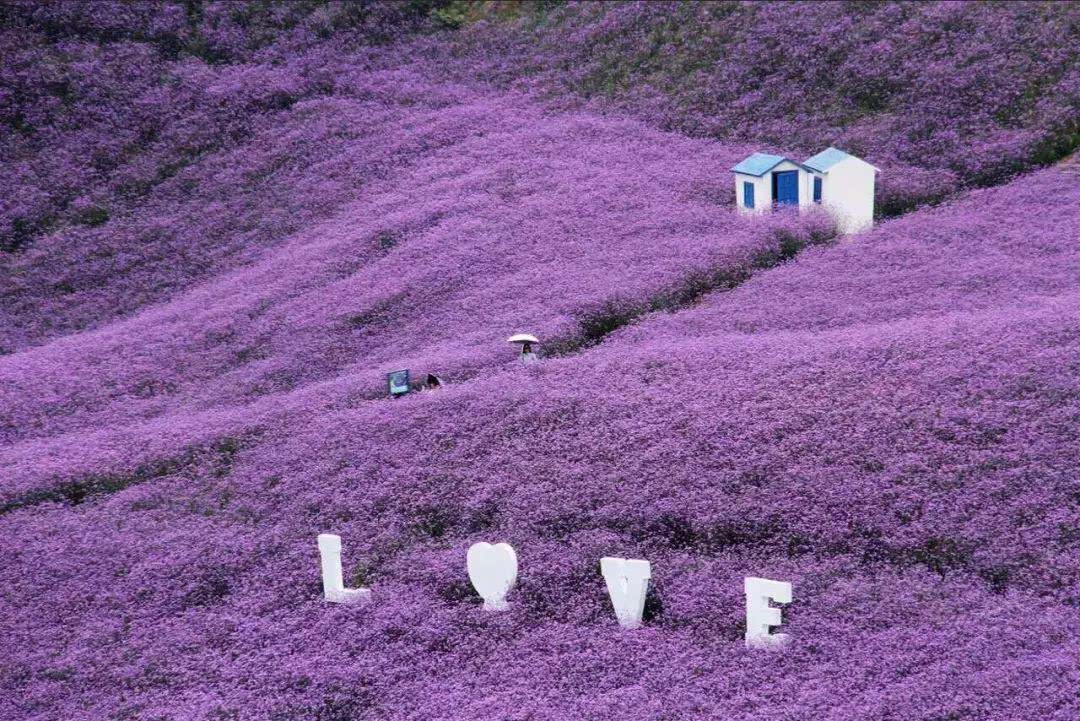 黔北花海7月14日开园,跟重姐探秘紫色花海|抖音|贵州