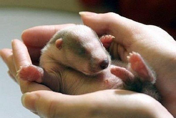 动物生宝宝 新浪网