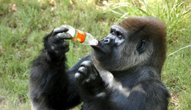 动物十大咬合力排名, 大猩猩排名第5, 河马仅仅排第四!