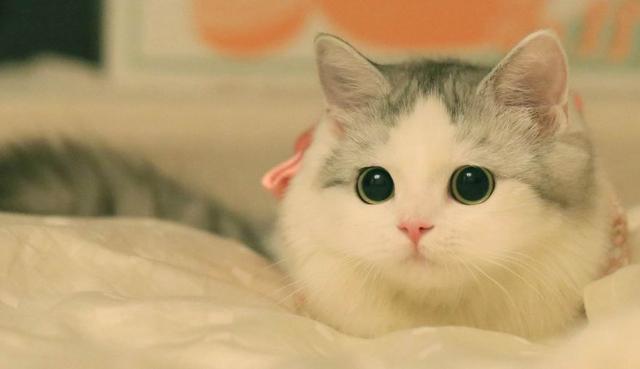 猫自己在家会孤单吗?