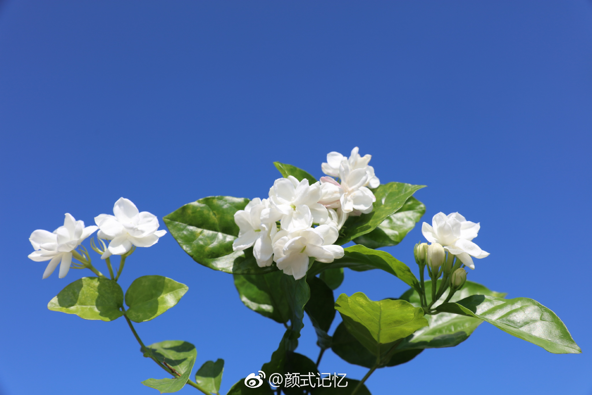 好 几朵美丽的茉莉花(又香又白,芬芳美丽一一茉莉花)