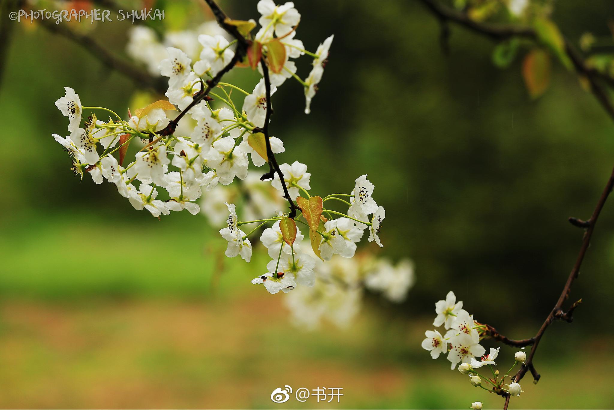 梨花带雨佳人泪,暗羞低泣何时归