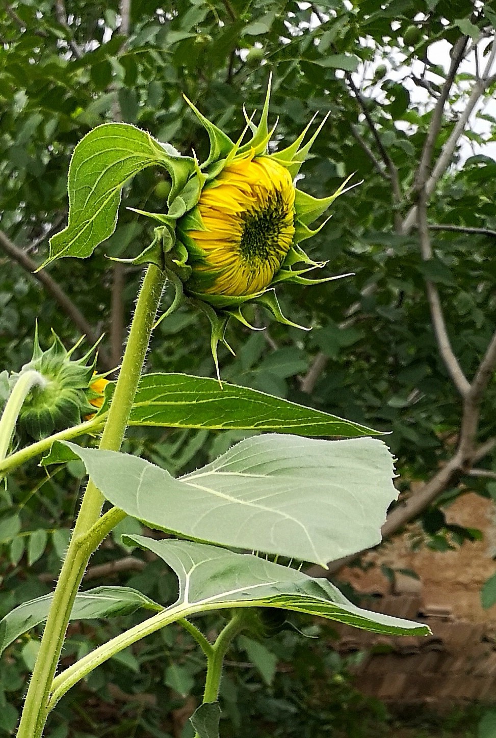 开花之前,你一定说它是向日葵.这是千瓣葵你认识吗|叶