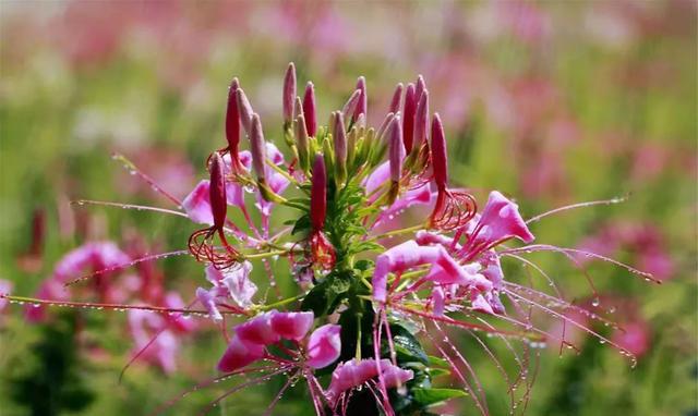 新会城轨站前的花海惊艳了这个秋天!快来打卡