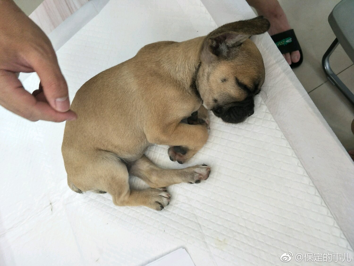 保定花鸟鱼虫市场狗贩子售卖病狗、星期狗!黑心卖家[怒]