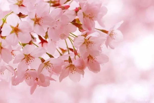 樱花节 带你邂逅2018花博汇樱花节!