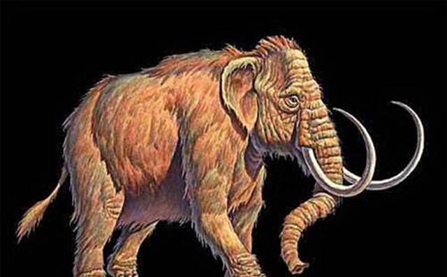 千年前灭绝的长毛猛犸象即将被复活, 人类是否