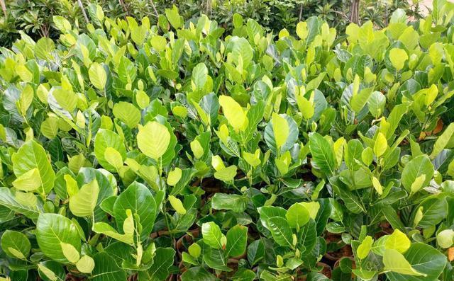 马来西亚1号菠萝蜜高产栽培技术