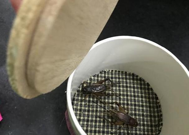 珠海拱北海关截查一名澳门男旅客带12只斗蟋
