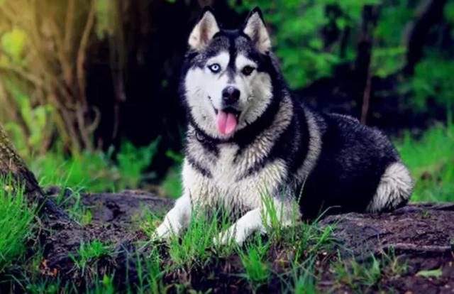 养哈士奇的辛酸历史,看完之后你还会养吗?