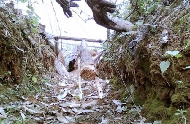 农村老猎人手把手教你如何给野兔下套，一天能捕好几十只呢！