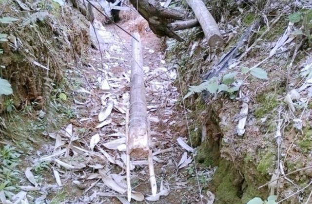 农村老猎人手把手教你如何给野兔下套，一天能捕好几十只呢！