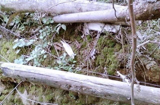 农村老猎人手把手教你如何给野兔下套，一天能捕好几十只呢！