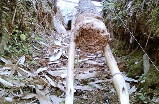 农村老猎人手把手教你如何给野兔下套，一天能捕好几十只呢！