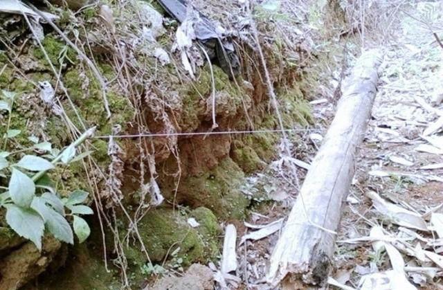 农村老猎人手把手教你如何给野兔下套，一天能捕好几十只呢！