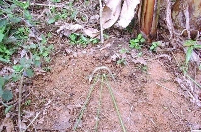农村老猎人手把手教你如何给野兔下套，一天能捕好几十只呢！