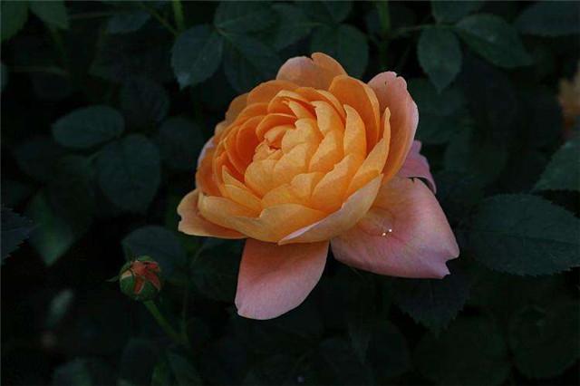 还在犹豫养什么花吗?这8种小型月季很好养,能够长满一阳台