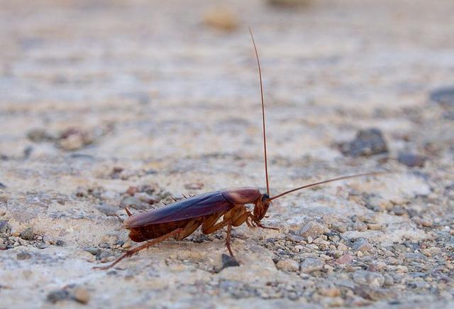 最常见的三种蟑螂, 美国大蠊, 德国小蠊, 还有亚洲蟑螂