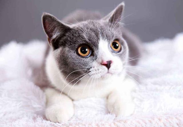 猫自己在家会孤单吗?