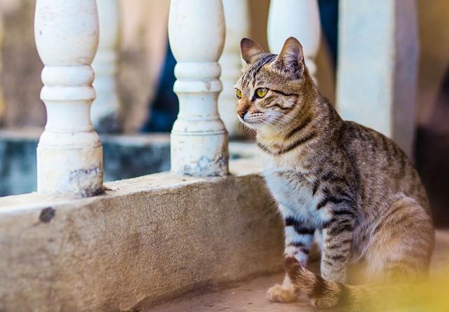 猫自己在家会孤单吗?