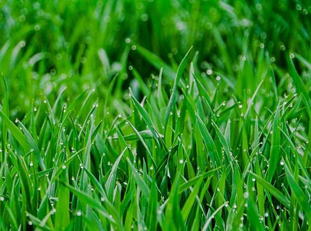 星巴克太贵?排毒养颜的大麦若叶拿铁了解一下