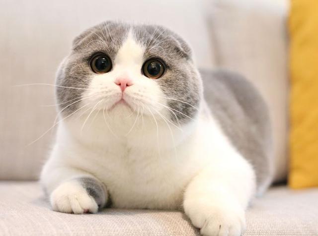 猫自己在家会孤单吗?