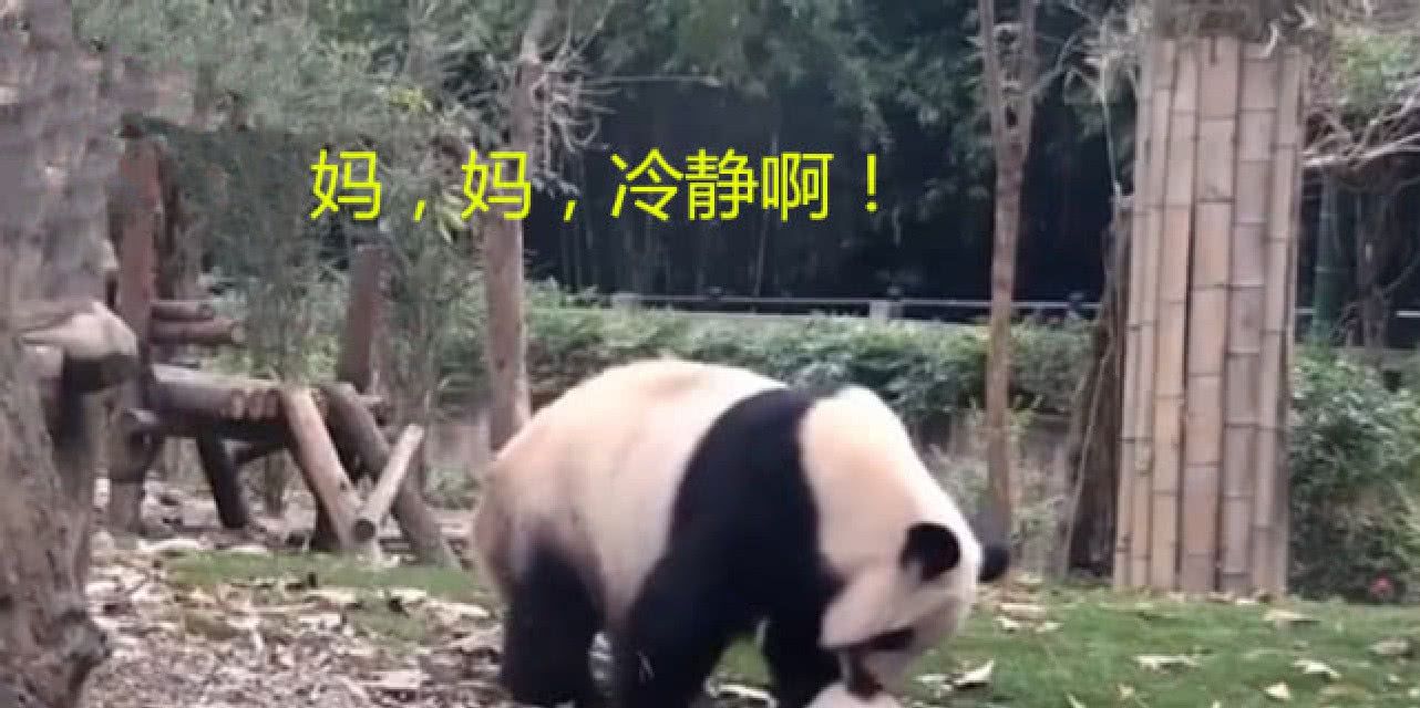 小熊猫闹腾不洗澡熊猫妈妈叼起就往水里丢在动一下试试看