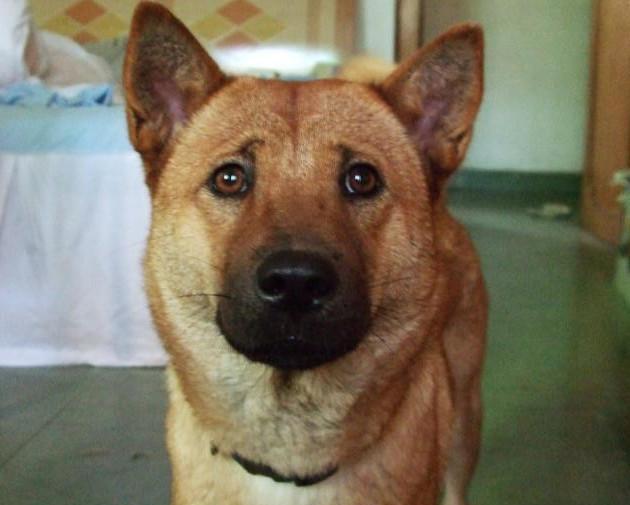 中华田园犬被列入禁养名单中, 你同意吗?