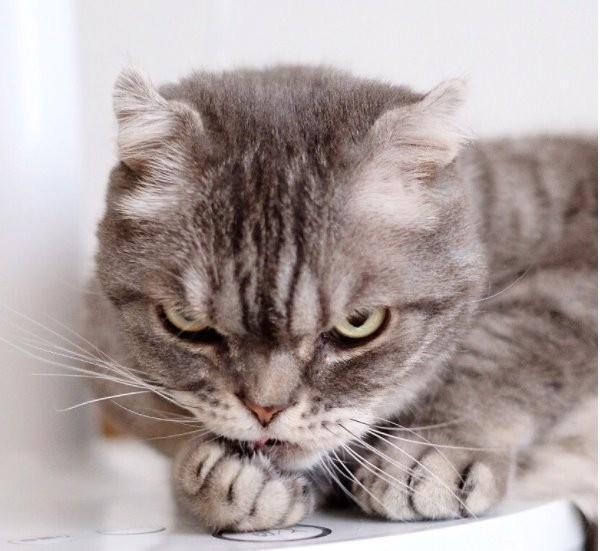 颜艺浑然天成的不良猫coco,这么霸气的帅脸谁与争锋