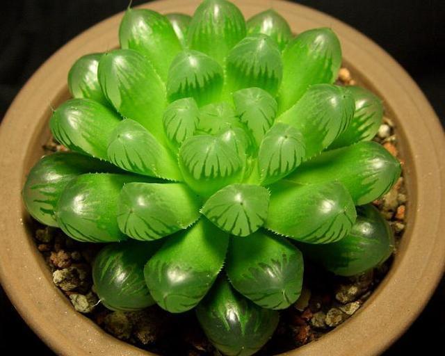多肉养得多了但你知道的多肉植物花语是什么吗?|玉露
