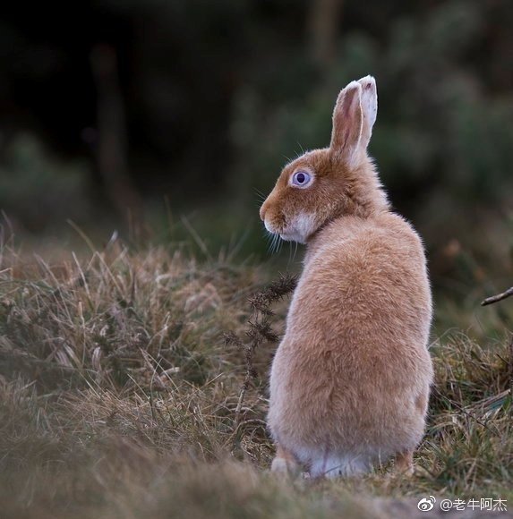 澳洲百亿只野兔,到现在也没彻底解决,中国吃货呢?...