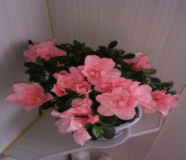 杜鹃花酸 新浪网