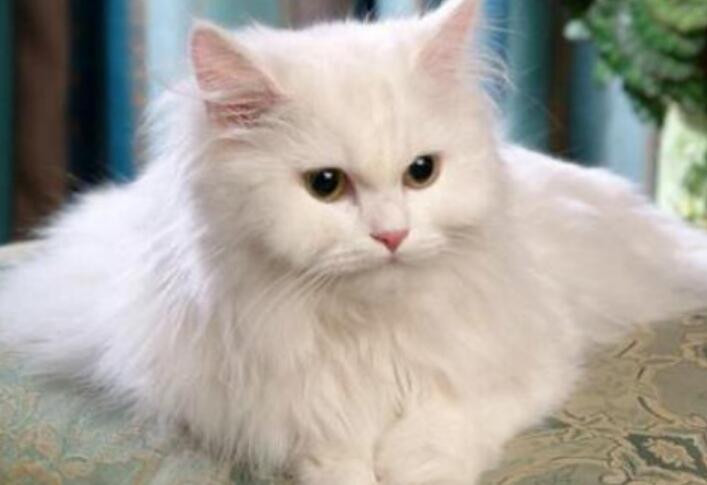 了解安哥拉猫的起源和特点