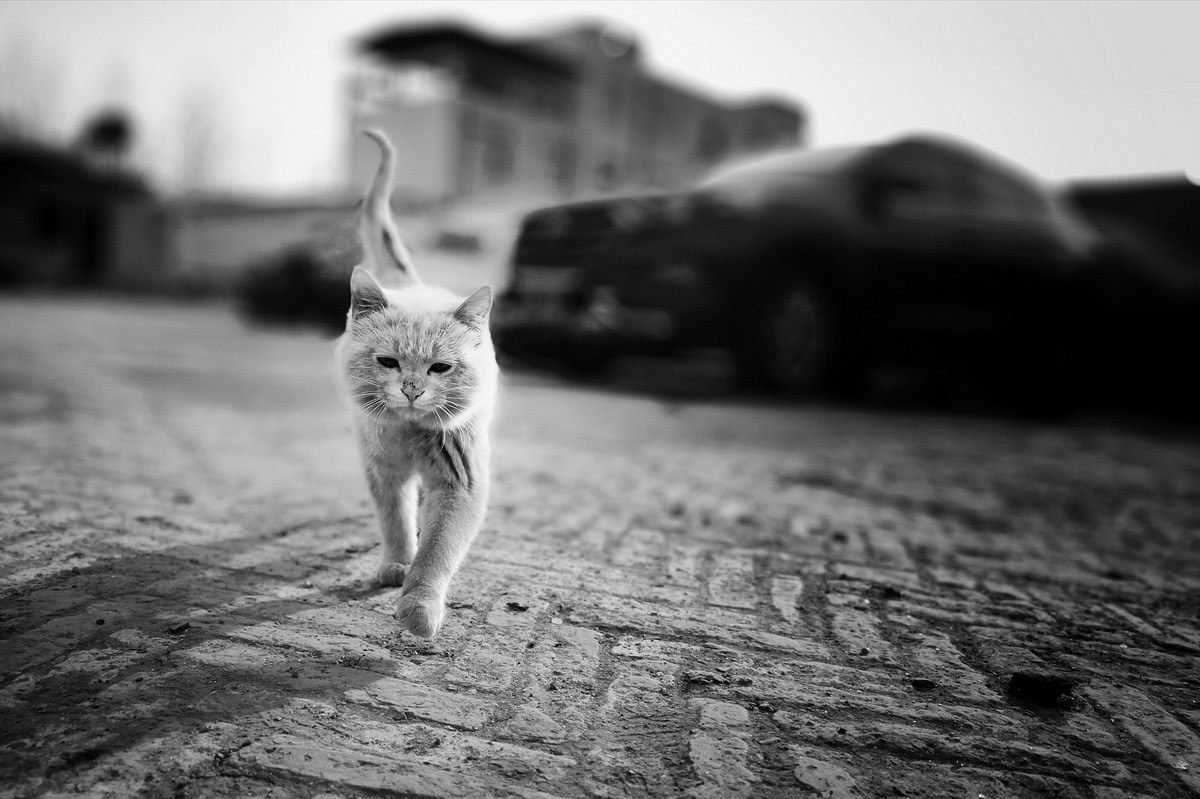 河北廊坊:四处漂泊的流浪猫
