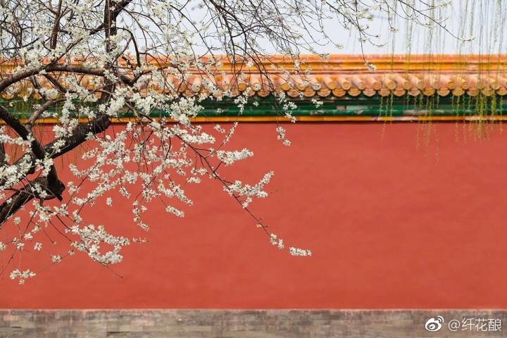 清明想去故宫拍花和古城墙，不知道花花都开了没有