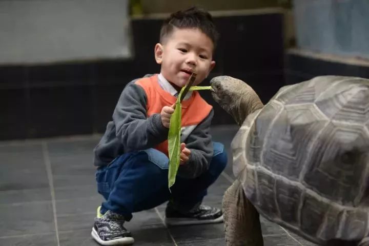 MK魔界室外大型陆龟互动体验区免费开放!