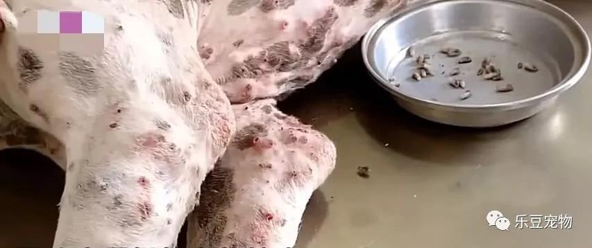 具体蛆虫数量已经数不清楚,但初步估计也有400多只,(密集恐惧症慎入)