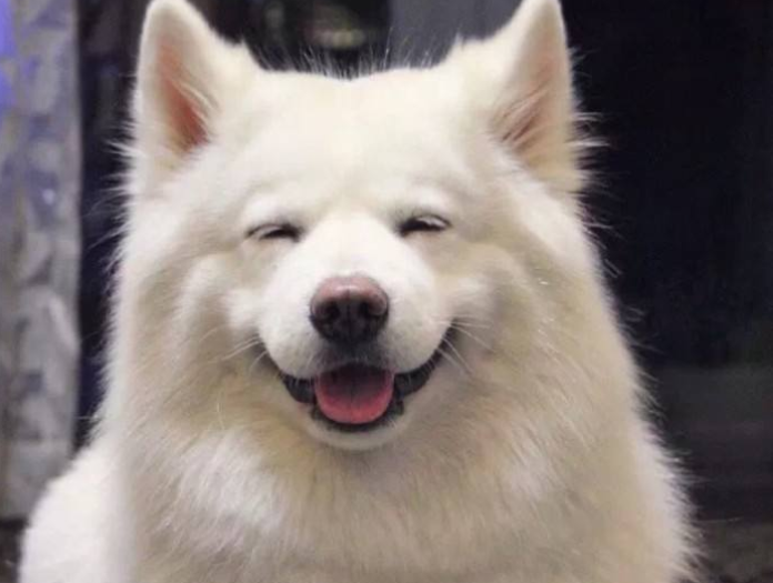 这是柴犬的微笑,这个狗狗笑起来像个地主家的傻儿子,但是非常治愈,宠