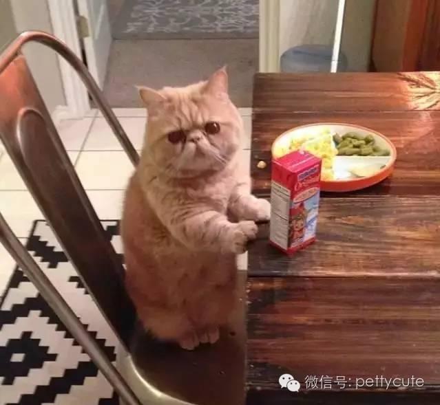 好搞笑!这蠢萌的站姿,这只喵的身体一定住着一个逗逼的人类