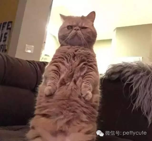 好搞笑!这蠢萌的站姿,这只喵的身体一定住着一个逗逼的人类
