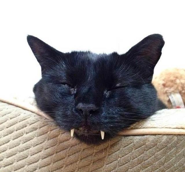 一只收养的黑猫在经历了一次换牙后 突然变身