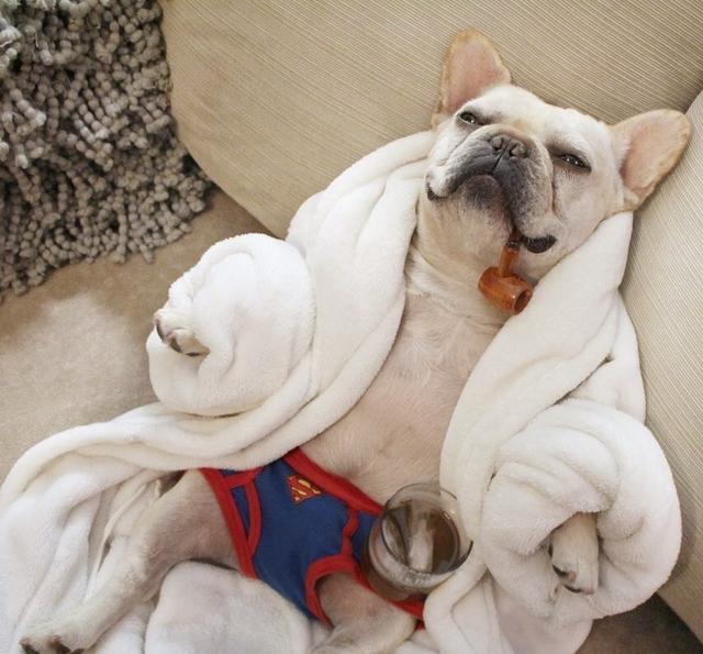 冬天被床封印爬不起来去上班,法国斗牛犬可以教你一招,很实用!