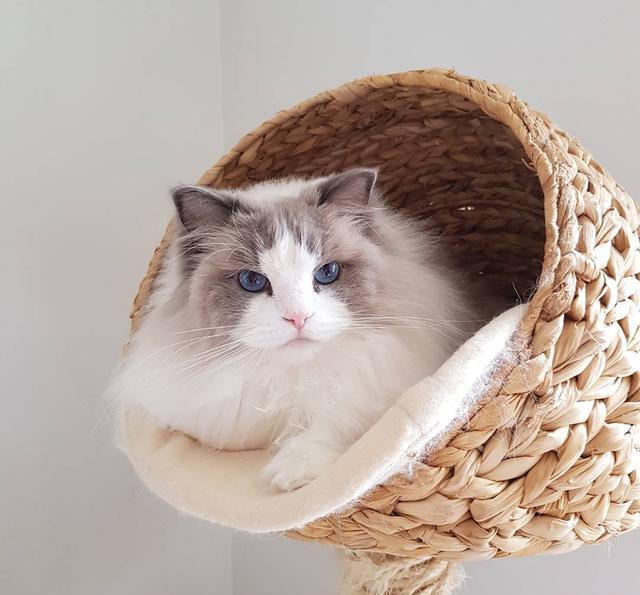 喵星人:铲屎的,朕也要吃!哪些人类食物可以安全