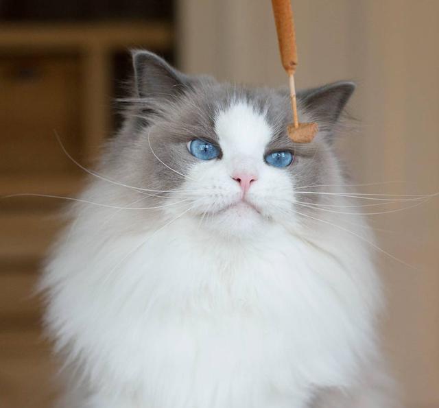 喵星人:铲屎的,朕也要吃!哪些人类食物可以安全