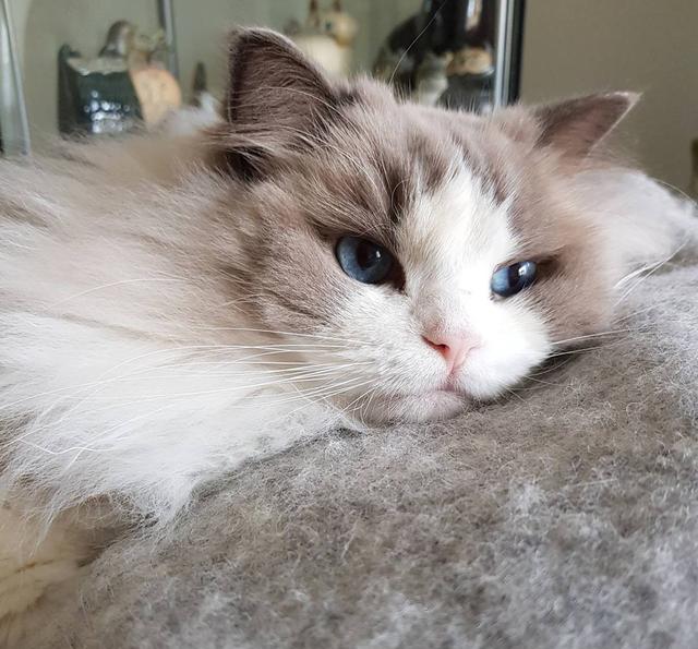 喵星人:铲屎的,朕也要吃!哪些人类食物可以安全