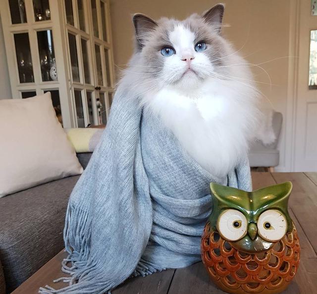 喵星人:铲屎的,朕也要吃!哪些人类食物可以安全