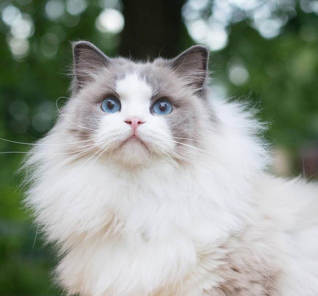 喵星人:铲屎的,朕也要吃!哪些人类食物可以安全