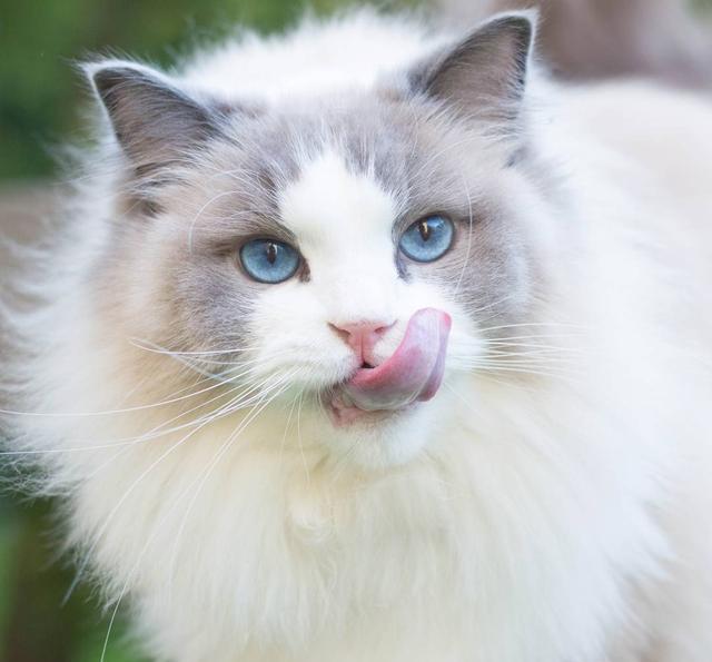 喵星人:铲屎的,朕也要吃!哪些人类食物可以安全